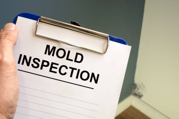 Mold Odor Removal Services in Paul, ID